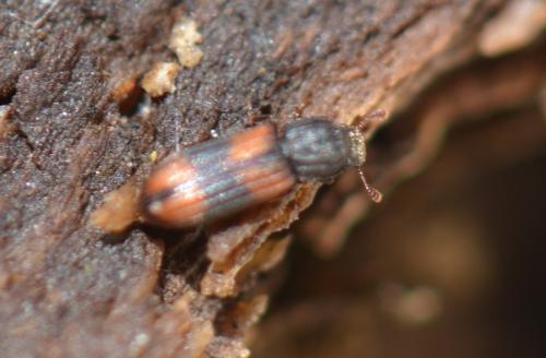 Bitoma crenata